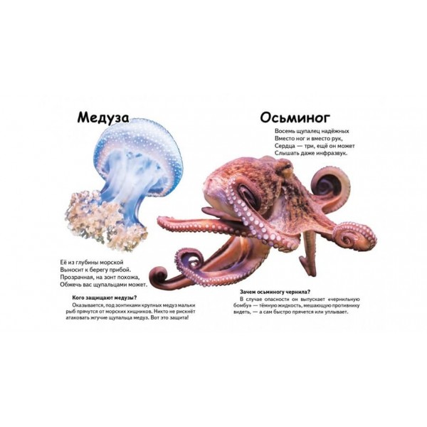 Хто це? Морські тварини. Запитання та відповіді (російською мовою)