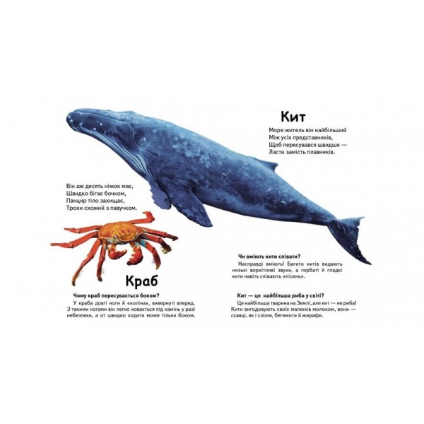 Хто це? Морські тварини. Запитання та відповіді (українською мовою)