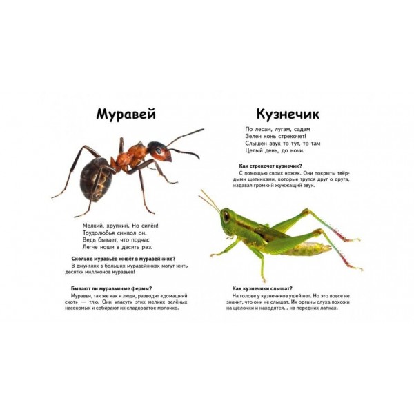Хто це? Комахи і не тільки. Запитання та відповіді (російською мовою)