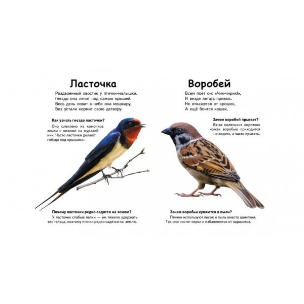 Хто це? Птахи. Запитання та відповіді (російською мовою)