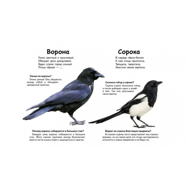 Хто це? Птахи. Запитання та відповіді (російською мовою)