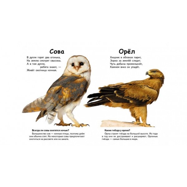 Хто це? Птахи. Запитання та відповіді (російською мовою)