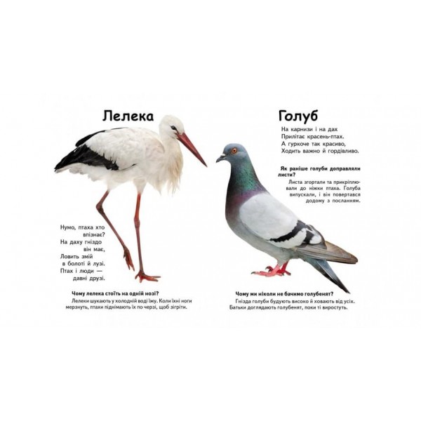 Хто це? Птахи. Запитання та відповіді (українською мовою)