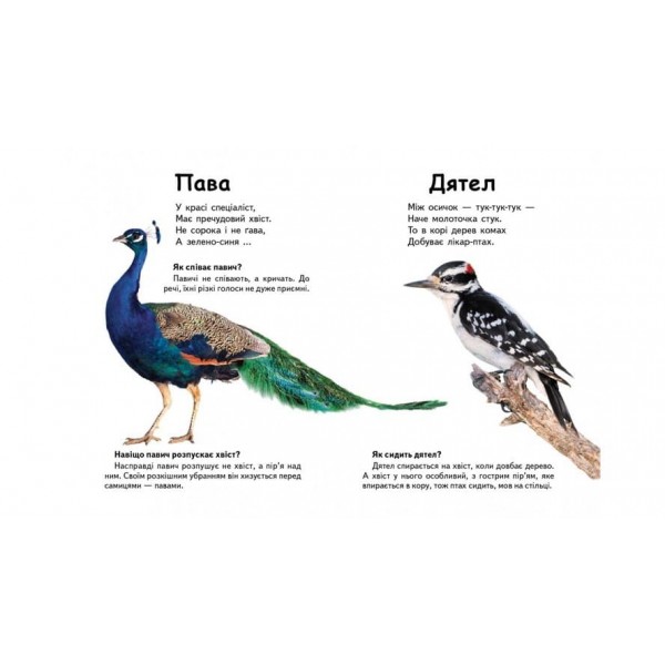 Хто це? Птахи. Запитання та відповіді (українською мовою)