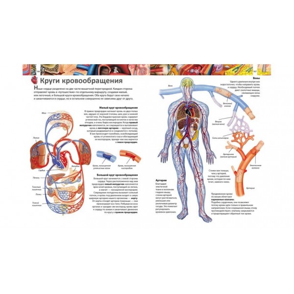Ілюстрована енциклопедія "Я і світ навколо мене" (російською мовою) 