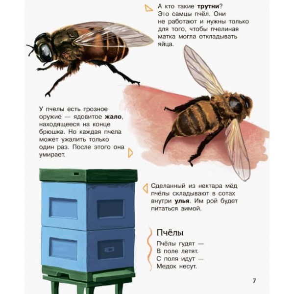 Комахи. Енциклопедія дошкільника (російською мовою)