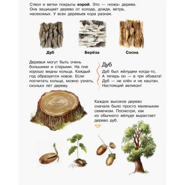 Ліс. Енциклопедія дошкільника (російською мовою)