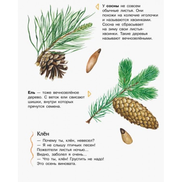 Ліс. Енциклопедія дошкільника (російською мовою)